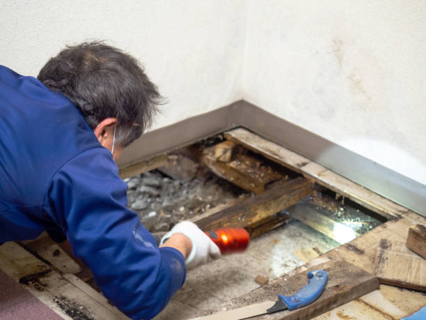 Best Same-Day Mold Removal  in Panthersville, GA