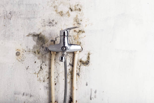 Trusted Panthersville, GA Mold Removal Experts