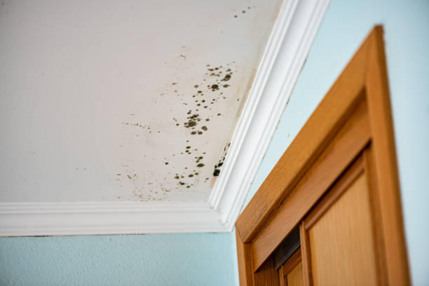 Best Crawl Space Mold Removal  in Panthersville, GA