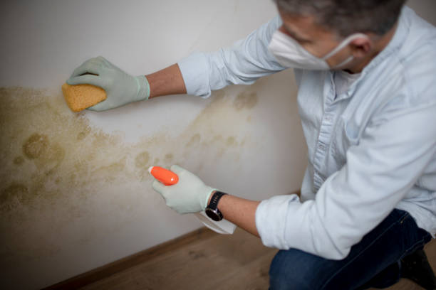 Best Certified Mold Removal  in Panthersville, GA
