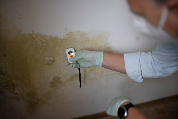 Mold Testing and Removal in Panthersville, GA