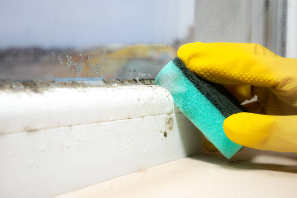 Best Home Mold Removal  in Panthersville, GA
