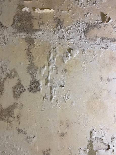 Best Mold Removal Near Me  in Panthersville, GA