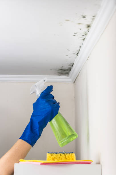 Best Mold Removal Company Near Me  in Panthersville, GA